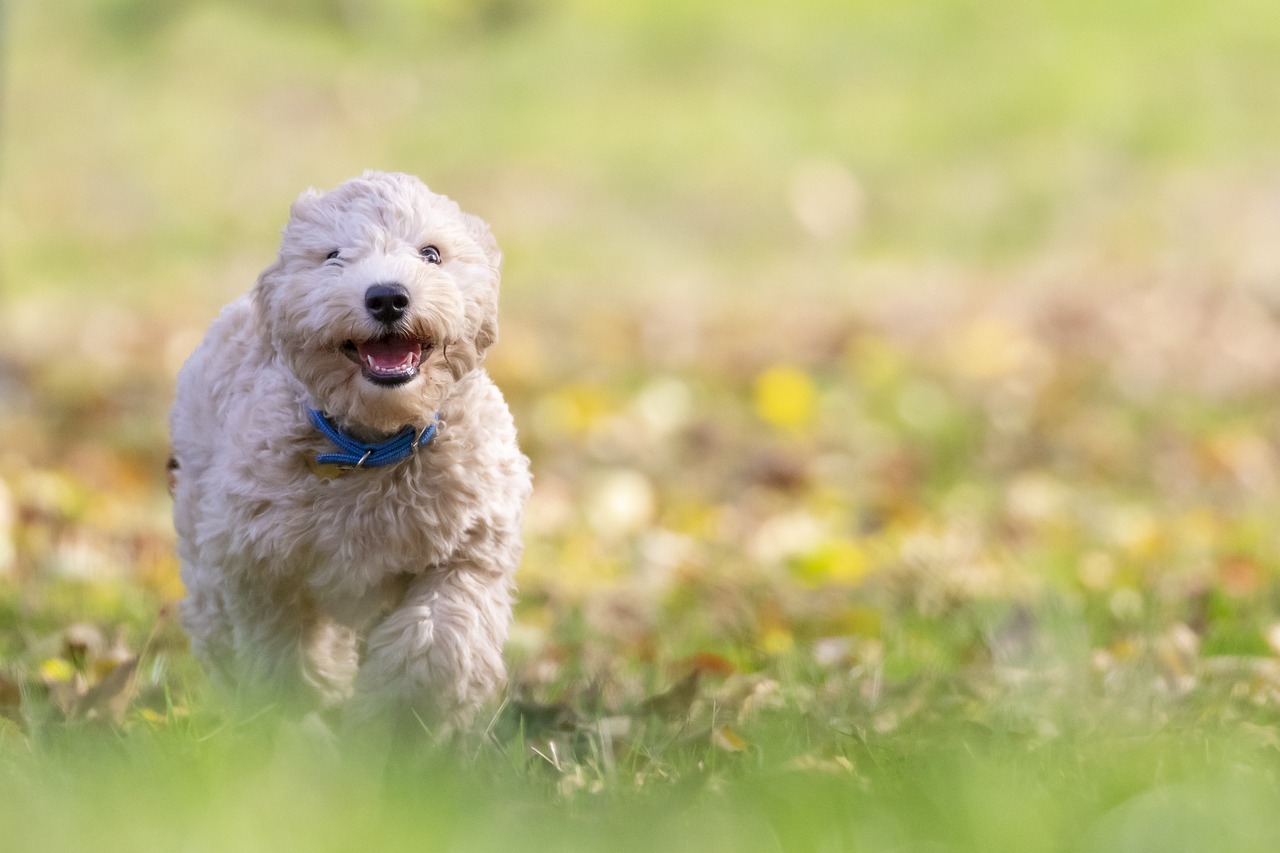 How to Train Your Pet to Share Toys